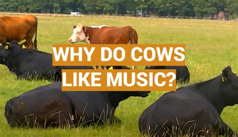 Do Cows Like Music? And The Various Reasons Behind Their Responses